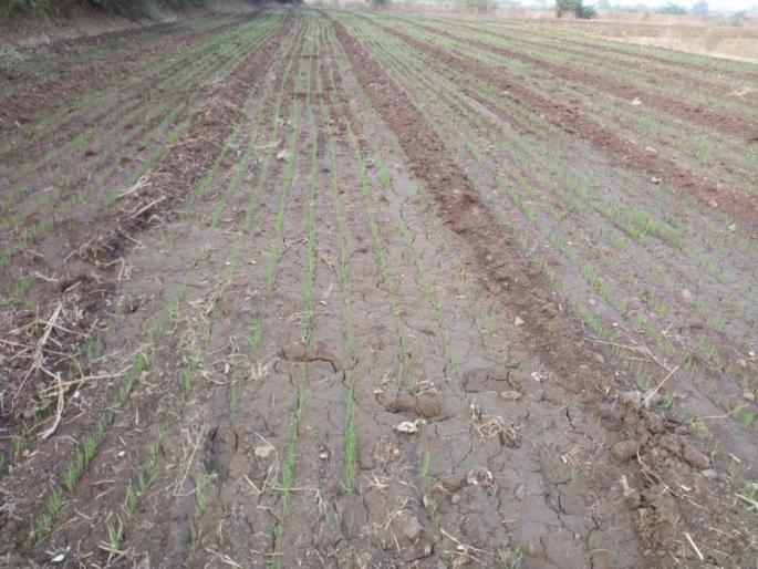 Impact of rabbis due to cloudy weather: Taloda campus | ढगाळ हवामानामुळे रब्बीवर परिणाम : तळोदा परिसर Impact of rabbis due to cloudy weather: Taloda campus | ढगाळ हवामानामुळे रब्बीवर परिणाम : तळोदा परिसर