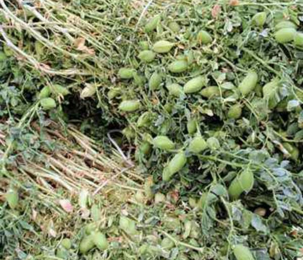 Pulses of green paddy in Solapur district increased by two and a half times, as wheat area increased, area of sorghum was reduced | सोलापूर जिल्ह्यात हरभºयाचा पेरा अडीच पट वाढला, गव्हाचेही क्षेत्र वाढलेच, ज्वारीचे क्षेत्र यंदा कमी Pulses of green paddy in Solapur district increased by two and a half times, as wheat area increased, area of sorghum was reduced | सोलापूर जिल्ह्यात हरभºयाचा पेरा अडीच पट वाढला, गव्हाचेही क्षेत्र वाढलेच, ज्वारीचे क्षेत्र यंदा कमी