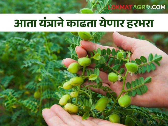 Now developed varieties of gram that can be harvested by machine; yeild also increased | आता यंत्राने काढता येईल असे हरभरा वाण विकसित; उत्पादन देखील अधिक