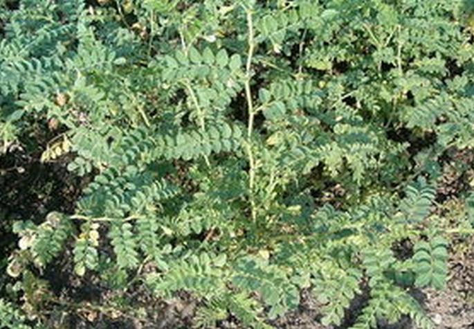 Rabbi season's greenery grows! |  रब्बी हंगामातील हरभऱ्याची वाढ खुंटली!