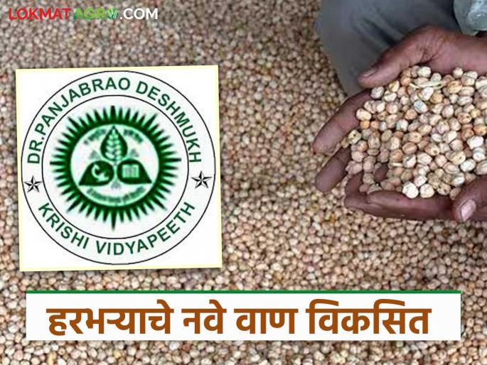 Latest News Chana Variety Successful development of new variety of gram 'Kabuli-5 by akola university | Chana Variety : 104 दिवसांत येणारे, सर्वाधिक उत्पादन देणारे हरभऱ्याचे नवे वाण आले! Latest News Chana Variety Successful development of new variety of gram 'Kabuli-5 by akola university | Chana Variety : 104 दिवसांत येणारे, सर्वाधिक उत्पादन देणारे हरभऱ्याचे नवे वाण आले!