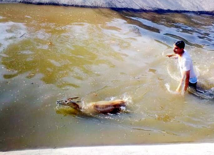 The thorny stems were saved while passing through the canal near the Bibidarfloor | तहानलेले हरिण बीबीदारफळजवळच्या कालव्यातून वाहत जाताना वाचवले The thorny stems were saved while passing through the canal near the Bibidarfloor | तहानलेले हरिण बीबीदारफळजवळच्या कालव्यातून वाहत जाताना वाचवले