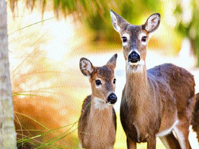 Defeat in Sanjay Gandhi National Park decreases! | संजय गांधी राष्ट्रीय उद्यानात हरणांच्या संख्येत घट! Defeat in Sanjay Gandhi National Park decreases! | संजय गांधी राष्ट्रीय उद्यानात हरणांच्या संख्येत घट!
