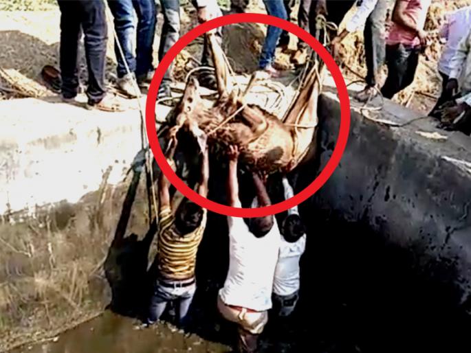 The forest department employees gave the Sambar to the dump | टाकीत पडलेल्या सांबराला वनविभागाच्या कर्मचाऱ्यांनी दिले जीवदान  The forest department employees gave the Sambar to the dump | टाकीत पडलेल्या सांबराला वनविभागाच्या कर्मचाऱ्यांनी दिले जीवदान