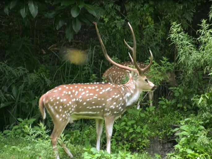  Lives of deer lying in the well | विहिरीत पडलेल्या हरणाला जीवदान