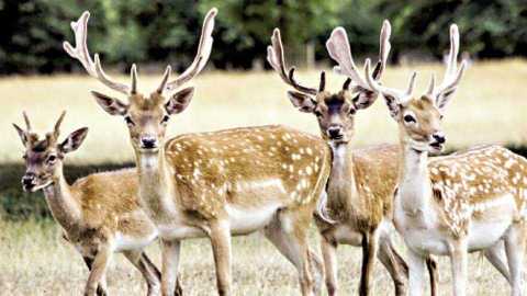 Deer flock in Muktinagar taluka | मुक्ताईनगर तालुक्यात हरणांच्या कळपाची धडक Deer flock in Muktinagar taluka | मुक्ताईनगर तालुक्यात हरणांच्या कळपाची धडक