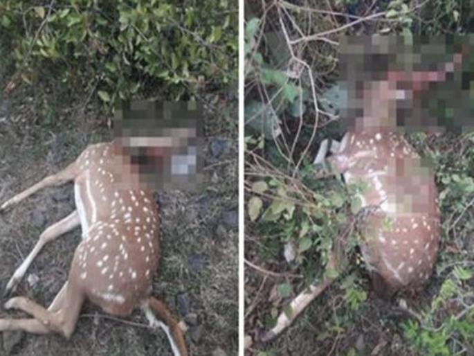 Two deer killed in train collision | रेल्वेच्या धडकेत दोन हरणांचा मृत्यू Two deer killed in train collision | रेल्वेच्या धडकेत दोन हरणांचा मृत्यू