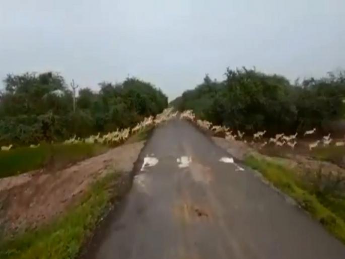 video of over 3000 black bucks crossing road in gujarat goes viral | Video: जेव्हा रस्त्यावर येते हरणांची लाट, पंतप्रधान नरेंद्र मोदींनी शेअर केला व्हिडिओ video of over 3000 black bucks crossing road in gujarat goes viral | Video: जेव्हा रस्त्यावर येते हरणांची लाट, पंतप्रधान नरेंद्र मोदींनी शेअर केला व्हिडिओ