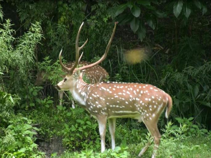 state forest department's concept of adopted forests | राज्याच्या वनविभागात दत्तक वनांची संकल्पना; कर्मचारी होणार पालक