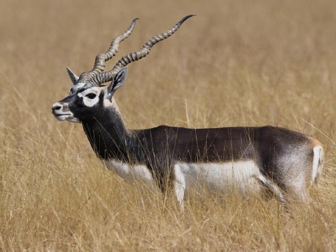 blackbuck-hunt-in-bhopal-district-Madhya-Pradesh | काळविटाच्या शिकारीने खळबळ; वनविभागाच्या भीतीने आरोपी मृतदेह सोडून पळाले blackbuck-hunt-in-bhopal-district-Madhya-Pradesh | काळविटाच्या शिकारीने खळबळ; वनविभागाच्या भीतीने आरोपी मृतदेह सोडून पळाले