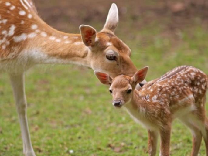 If you give happiness to another, you will get happiness and if you give sorrow, you will get sorrow; Read this parable! | दुसऱ्याला आनंद दिलात तर आनंद मिळेल आणि दुःखं द्याल तर दुःखं मिळेल; वाचा ही बोधकथा! If you give happiness to another, you will get happiness and if you give sorrow, you will get sorrow; Read this parable! | दुसऱ्याला आनंद दिलात तर आनंद मिळेल आणि दुःखं द्याल तर दुःखं मिळेल; वाचा ही बोधकथा!