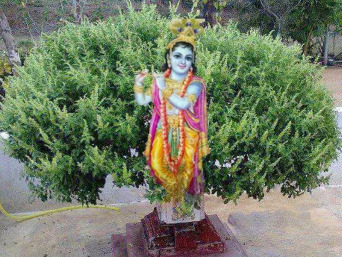 Tulasi vivah 2020: 33 crore gods including Lord Vishnu are ready for Tulsi's wedding! | Tulasi vivah 2020 : तुळशीच्या लग्नाला येते ३३ कोटी देवांची वरात; स्वागताला राहा तयार! Tulasi vivah 2020: 33 crore gods including Lord Vishnu are ready for Tulsi's wedding! | Tulasi vivah 2020 : तुळशीच्या लग्नाला येते ३३ कोटी देवांची वरात; स्वागताला राहा तयार!