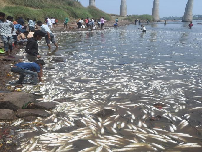 The case of thousands of fish dying due to contaminated water in Krishna river is now in the National Green Tribunal | कृष्णेतील मासे मृत्यू प्रकरण हरित न्यायालयात, राजू शेट्टींनी दाखल केली याचिका The case of thousands of fish dying due to contaminated water in Krishna river is now in the National Green Tribunal | कृष्णेतील मासे मृत्यू प्रकरण हरित न्यायालयात, राजू शेट्टींनी दाखल केली याचिका