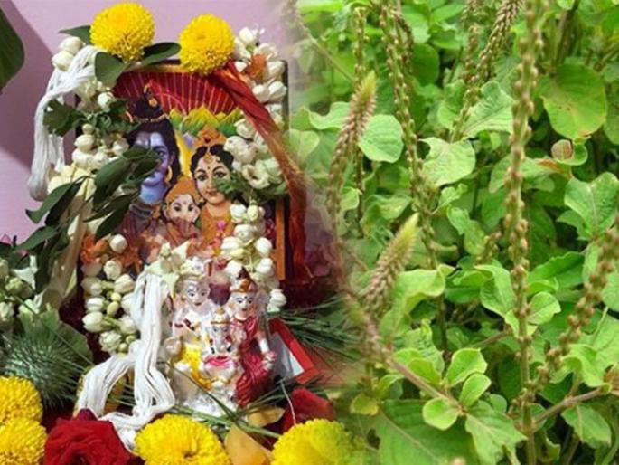 Benefits of Aghada. Aghada is the best medicine for asthma. | आघाडा दुर्वा पूजेत हवाच, पण हा आघाडा दमा- अस्थमावर उत्तम औषध ठरतो, 'असा' करतात वापर..
