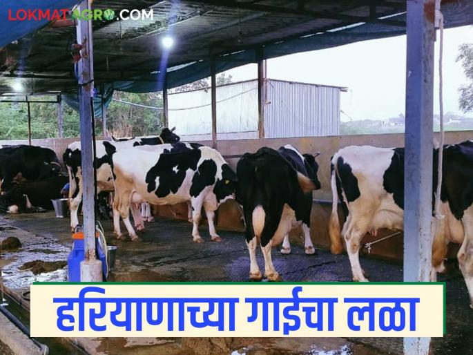 Dairy Farming: farmers fall in love with Haryana cows; Know in detail what is the reason | Dairy Farming : हरियाणातील गायीच्या प्रेमात पडले शेतकरी; काय आहे कारण जाणून घ्या सविस्तर Dairy Farming: farmers fall in love with Haryana cows; Know in detail what is the reason | Dairy Farming : हरियाणातील गायीच्या प्रेमात पडले शेतकरी; काय आहे कारण जाणून घ्या सविस्तर
