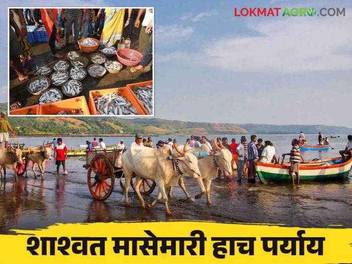 Harne Bandar Fish Market : Harne Bandar earns crores from fishing | Harne Bandar Fish Market : मासेमारीतून कोट्यवधींची उलाढाल करणारे हर्णे बंदर Harne Bandar Fish Market : Harne Bandar earns crores from fishing | Harne Bandar Fish Market : मासेमारीतून कोट्यवधींची उलाढाल करणारे हर्णे बंदर