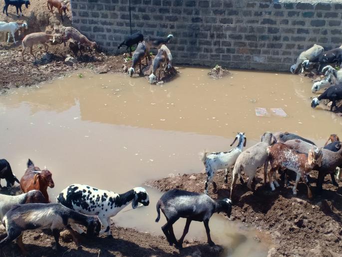 Lifeboat fixed for trawlers for grasshoppers | गळकी जलवाहिनी गुरांसाठी ठरतेय जीवनदायी