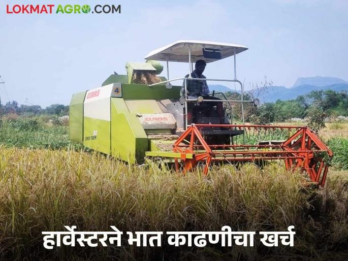 Latest News Paddy Harvesting Harvesters machine cost 3 thousand per hour for paddy harvesting read details  | Paddy Harvesting : भात काढणी, मळणीसाठी हार्वेस्टरला ताशी 'इतके' रुपये खर्च, वाचा सविस्तर  Latest News Paddy Harvesting Harvesters machine cost 3 thousand per hour for paddy harvesting read details  | Paddy Harvesting : भात काढणी, मळणीसाठी हार्वेस्टरला ताशी 'इतके' रुपये खर्च, वाचा सविस्तर
