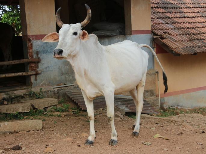 The walls will be painted with cow dung | गायीच्या शेणापासून तयार केलेल्या रंगाने भिंती रंगणार The walls will be painted with cow dung | गायीच्या शेणापासून तयार केलेल्या रंगाने भिंती रंगणार