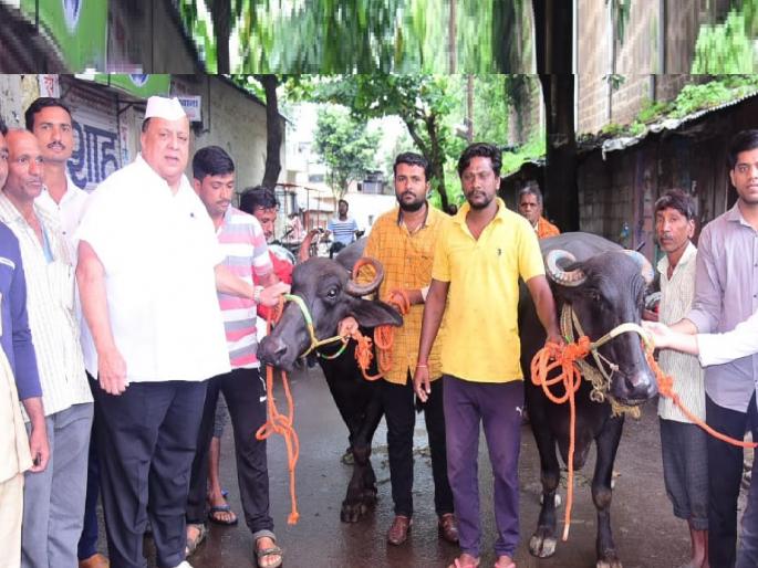 ..so the two buffaloes taken by former minister Hasan Mushrif appealed to the farmers as well | ..म्हणून माजी मंत्री हसन मुश्रीफांनी घेतल्या दोन म्हैशी, शेतकऱ्यांनाही केलं आवाहन ..so the two buffaloes taken by former minister Hasan Mushrif appealed to the farmers as well | ..म्हणून माजी मंत्री हसन मुश्रीफांनी घेतल्या दोन म्हैशी, शेतकऱ्यांनाही केलं आवाहन