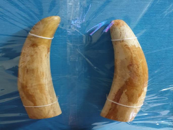 Dattawadi police ivory seized of 3 crore 50 lakhs | पुण्यात दत्तवाडी पोलिसांनी केले ३ कोटी ५० लाखांचे हस्तिदंत जप्त