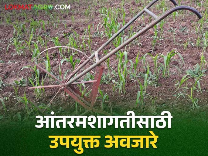 Use these tools to reduce intercultural operations and labor cost | Farming Tools: आंतरमशागत खर्च आणि श्रम कमी करायचेत तर वापरा ही अवजारे