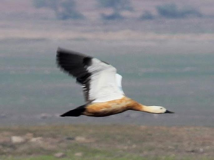 Hathnur dam arrives in the country | हतनूर धरणावर पोहोचले देशभरातील पक्षीनिरीक्षक; रशिया, चीनमधील पक्षांची झाली नोंद Hathnur dam arrives in the country | हतनूर धरणावर पोहोचले देशभरातील पक्षीनिरीक्षक; रशिया, चीनमधील पक्षांची झाली नोंद
