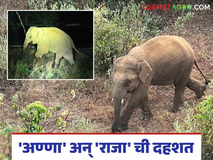 An elephant family has formed in Chandgad, Ajra areas of Kolhapur; Read in detail | कोल्हापुरात चंदगड, आजरा भागात तयार झालंय हत्तीचे कुटुंब; वाचा सविस्तर An elephant family has formed in Chandgad, Ajra areas of Kolhapur; Read in detail | कोल्हापुरात चंदगड, आजरा भागात तयार झालंय हत्तीचे कुटुंब; वाचा सविस्तर
