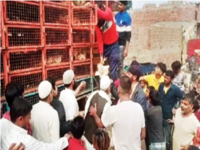 Jara Hatke: Truckloads of chickens were given to the voters. | Jara Hatke: मतदारांना वाटल्या ट्रकभर कोंबड्या, उडाली झुंबड! Jara Hatke: Truckloads of chickens were given to the voters. | Jara Hatke: मतदारांना वाटल्या ट्रकभर कोंबड्या, उडाली झुंबड!