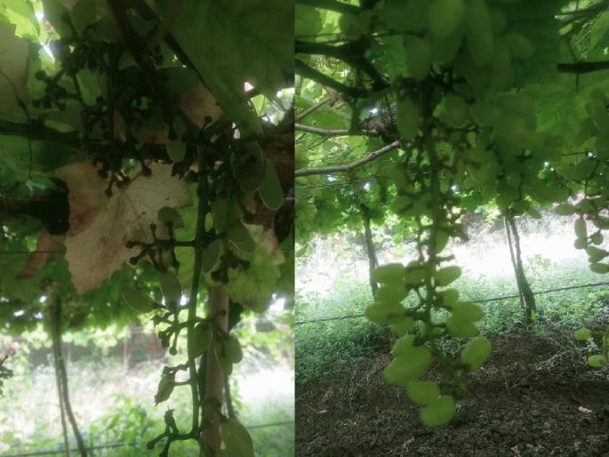 10 lakhs damage to vineyard by bats at Hatnoor in Sangli district | Sangli: वटवाघळांकडून एक एकर द्राक्षबागेचा फडशा, दहा लाखांच्या नुकसानीचा अंदाज 10 lakhs damage to vineyard by bats at Hatnoor in Sangli district | Sangli: वटवाघळांकडून एक एकर द्राक्षबागेचा फडशा, दहा लाखांच्या नुकसानीचा अंदाज