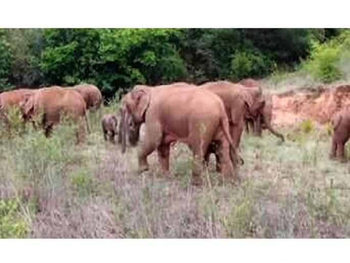the roaming of wild elephants continues in Gadchiroli during the day and Gondia at night | रानटी हत्तींचे अपडाऊन सुरूच! दिवसा गडचिरोली तर रात्री गोंदियात, वन विभाग त्रस्त