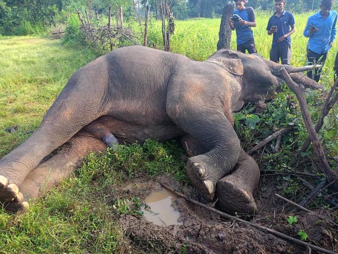 Chandrapur: Elephant found dead in Sindewahi taluka | Chandrapur: सिंदेवाही तालुक्यात मृतावस्थेत आढळला हत्ती Chandrapur: Elephant found dead in Sindewahi taluka | Chandrapur: सिंदेवाही तालुक्यात मृतावस्थेत आढळला हत्ती