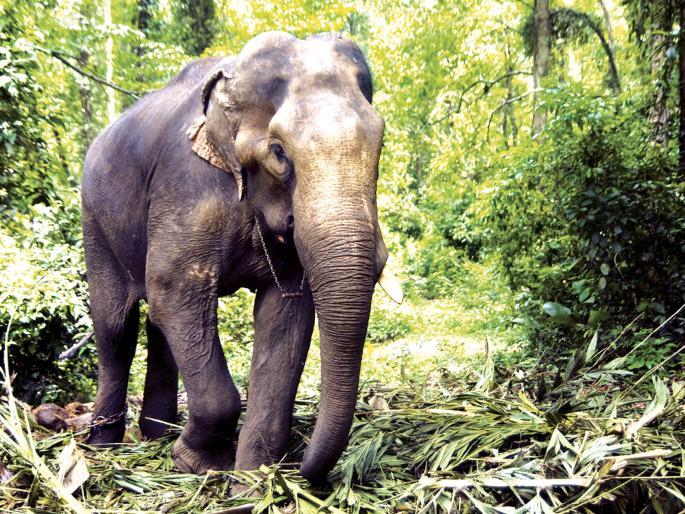 The farmer escaped the elephant attack in Pernoli | पेरणोलीत हत्तीच्या हल्यातून शेतकरी बचावला The farmer escaped the elephant attack in Pernoli | पेरणोलीत हत्तीच्या हल्यातून शेतकरी बचावला