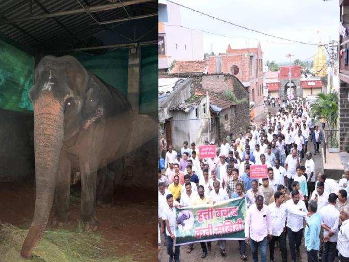 Citizens oppose the transfer of the Mahadevi elephant of Swastishree Jinsen Bhattarak Pattacharya Sansthan Math in Nandani Shirol taluka to Vantara in Gujarat | Kolhapur: 'महादेवी' हत्तीणसाठी मोर्चा गावात धडकला.. 'वनतारा'साठी गाड्या गावाजवळ थडकल्या Citizens oppose the transfer of the Mahadevi elephant of Swastishree Jinsen Bhattarak Pattacharya Sansthan Math in Nandani Shirol taluka to Vantara in Gujarat | Kolhapur: 'महादेवी' हत्तीणसाठी मोर्चा गावात धडकला.. 'वनतारा'साठी गाड्या गावाजवळ थडकल्या