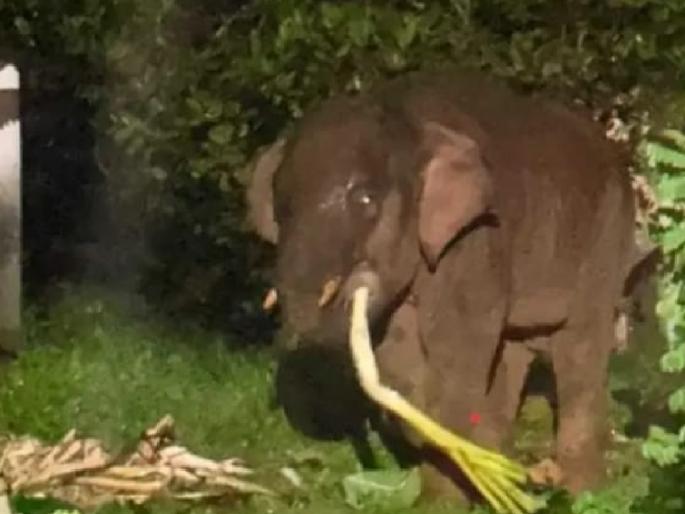 elephants attack omkar in kadshi and mopa forest department concerned | कडशी, मोपात ओंकार हत्तीने ठोकला तळ; वन खात्याला गुंगारा elephants attack omkar in kadshi and mopa forest department concerned | कडशी, मोपात ओंकार हत्तीने ठोकला तळ; वन खात्याला गुंगारा