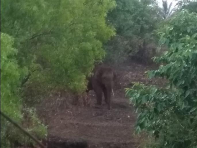 Tusker elephants enter the city of Ajra | टस्कर हत्ती आजरा शहरात दाखल Tusker elephants enter the city of Ajra | टस्कर हत्ती आजरा शहरात दाखल