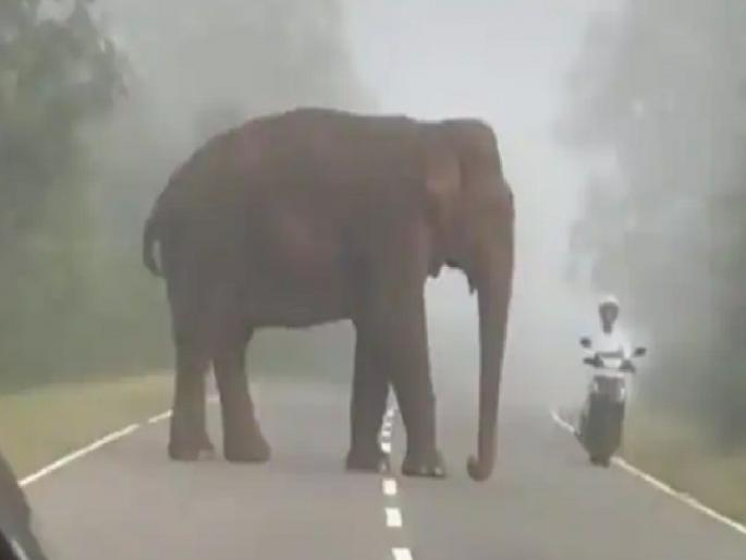elephant was standing in the middle of the road, man came on bike and sleeps there | हत्ती रस्त्याच्या मधोमध उभा होता, तेवढ्यात भरधाव वेगाने बाईकस्वार आला अन्... elephant was standing in the middle of the road, man came on bike and sleeps there | हत्ती रस्त्याच्या मधोमध उभा होता, तेवढ्यात भरधाव वेगाने बाईकस्वार आला अन्...