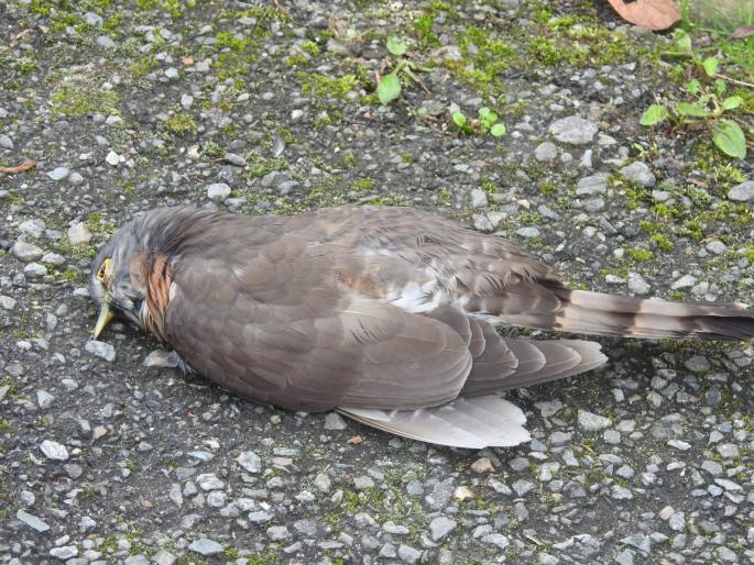 Nilon Manja leads to fatalities | नायलॉन मांजा ठरतोय पक्षांसाठी जीवघेणा Nilon Manja leads to fatalities | नायलॉन मांजा ठरतोय पक्षांसाठी जीवघेणा