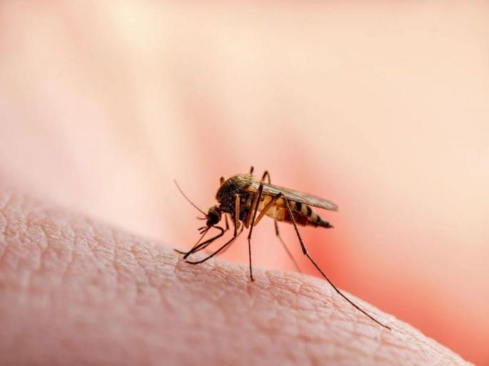 Which mosquito has bitten can now be identified; Professorial Module, Proposal for Patent | कोणता मच्छर चावला, हे आता ओळखता येणार; प्राध्यापिकेचे मॉड्यूल, पेटंटसाठी प्रस्ताव