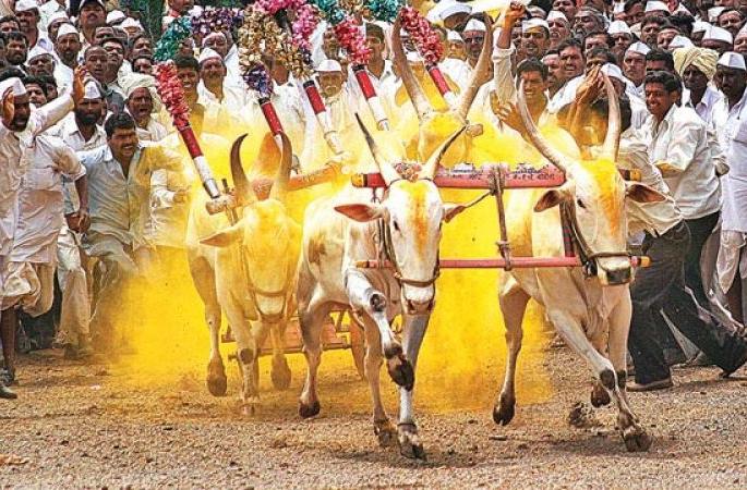 Why are bullock races denied? Asking the High Court | बैलगाडी शर्यतींना परवानगी का नाकारली जाते? हायकोर्टाची विचारणा Why are bullock races denied? Asking the High Court | बैलगाडी शर्यतींना परवानगी का नाकारली जाते? हायकोर्टाची विचारणा