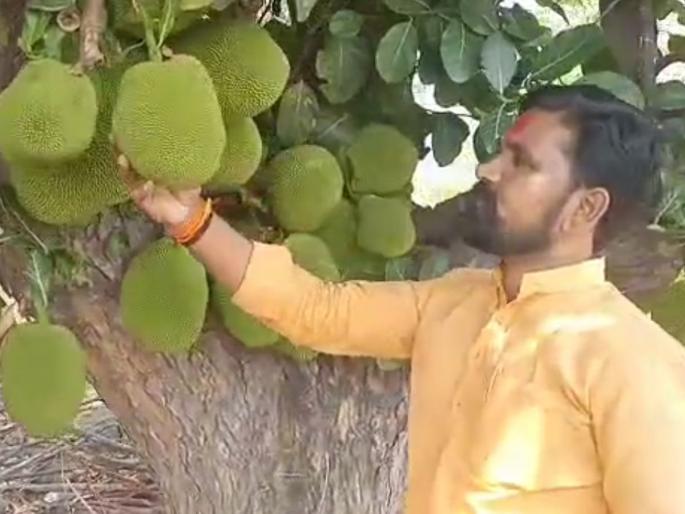 Farmers look at the business! The jackfruit tree planted by grandfather a hundred years ago still yields lakhs of income from Naigaon in Nanded district | शेतकऱ्यांनो जोडधंदा पहा! आजोबांनी शंभर वर्षांपूर्वी लावलेले झाड आज पण देते लाखोंचे उत्पन्न Farmers look at the business! The jackfruit tree planted by grandfather a hundred years ago still yields lakhs of income from Naigaon in Nanded district | शेतकऱ्यांनो जोडधंदा पहा! आजोबांनी शंभर वर्षांपूर्वी लावलेले झाड आज पण देते लाखोंचे उत्पन्न