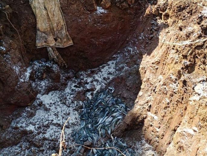 Farmers face criminal charges for environmentally hazardous fishery farming | पर्यावरणास घातक मांगुर माशांची शेती करणाऱ्यावर भिवंडीत गुन्हा दाखल Farmers face criminal charges for environmentally hazardous fishery farming | पर्यावरणास घातक मांगुर माशांची शेती करणाऱ्यावर भिवंडीत गुन्हा दाखल