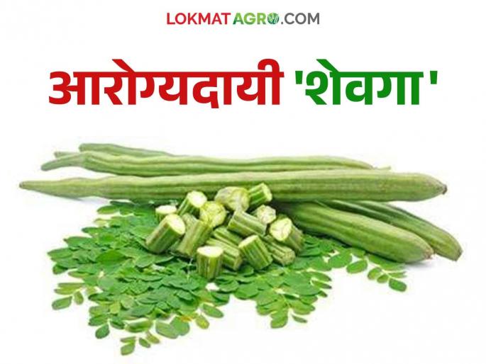 The beneficial properties of Shevga will be a boon for health; Read the health benefits of Shevga | गुणकारी शेवगा आरोग्यासाठी ठरेल वरदान; वाचा शेवग्याचे आरोग्यदायी फायदे The beneficial properties of Shevga will be a boon for health; Read the health benefits of Shevga | गुणकारी शेवगा आरोग्यासाठी ठरेल वरदान; वाचा शेवग्याचे आरोग्यदायी फायदे