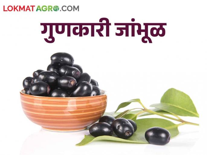 Health information about jambul that you may not have read before | जांभळाची अशी आरोग्यदायी माहिती जी या आधी नसेल वाचलेली