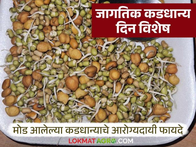 Cancer can be cured; just don't cut out nutritious pulses from your diet | कर्करोगापासून मिळू शकते सुटका; पौष्टिक डाळी आहारामधून कमी फक्त करू नका Cancer can be cured; just don't cut out nutritious pulses from your diet | कर्करोगापासून मिळू शकते सुटका; पौष्टिक डाळी आहारामधून कमी फक्त करू नका