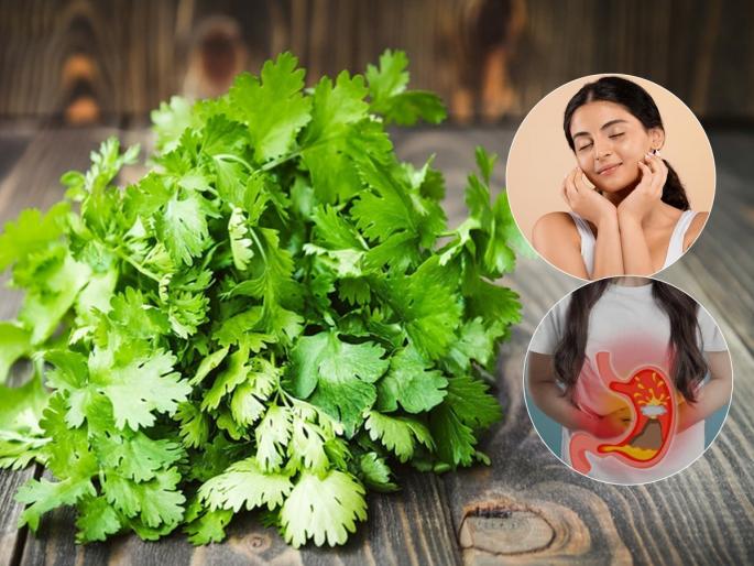 Green coriander juice is cooling for the stomach - Drinking coriander juice will give you many benefits, health tips | हिरव्यागार कोथिंबीरीचा रस म्हणजे पोटासाठी थंडावा - कोथिंबीरीचा रस प्यायल्याने मिळतील अनेक फायदे