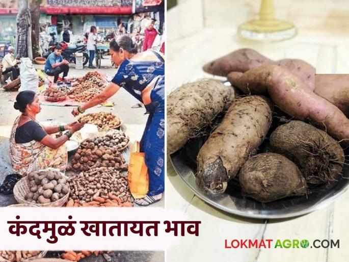 Even in the era of fast food, there is a huge demand for healthy tuber roots on the eve of Diwali | फास्टफूडच्या जमान्यातही दिवाळीच्या तोंडावर आरोग्यदायी कंदमुळांना मोठी मागणी Even in the era of fast food, there is a huge demand for healthy tuber roots on the eve of Diwali | फास्टफूडच्या जमान्यातही दिवाळीच्या तोंडावर आरोग्यदायी कंदमुळांना मोठी मागणी