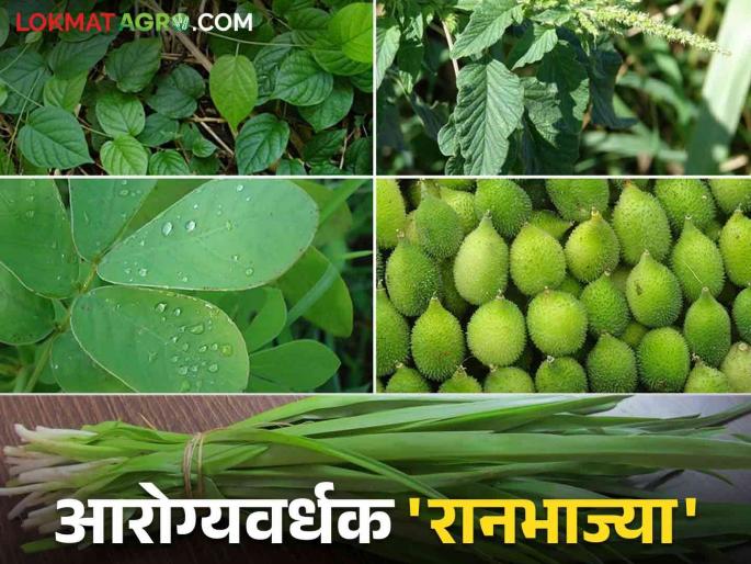 Rannbhaji: These rare wild vegetables of tribals are vital for human health | Rannbhaji : आदिवासींच्या या दुर्मिळ रानभाज्या मानवी आरोग्यासाठी ठरतायत संजीवनी Rannbhaji: These rare wild vegetables of tribals are vital for human health | Rannbhaji : आदिवासींच्या या दुर्मिळ रानभाज्या मानवी आरोग्यासाठी ठरतायत संजीवनी