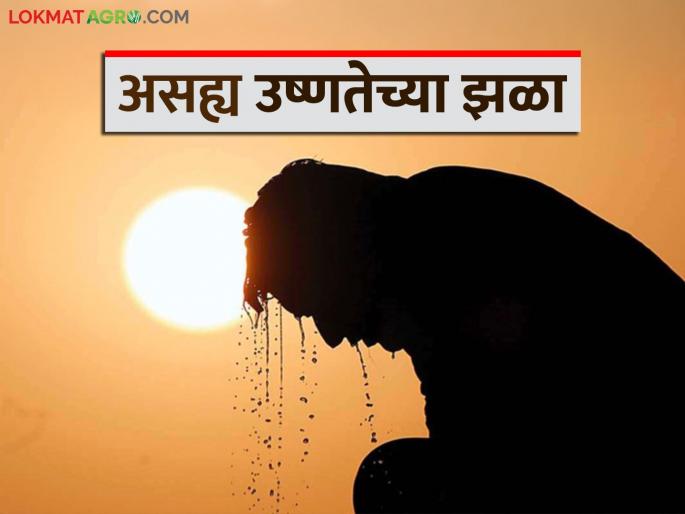 Mixed weather in the state for the next four to five days; possibility of hailstorm in Vidarbha | राज्यात पुढील चार ते पाच दिवस मिश्र प्रकारचे हवामान; विदर्भात गारपिटीची शक्यता Mixed weather in the state for the next four to five days; possibility of hailstorm in Vidarbha | राज्यात पुढील चार ते पाच दिवस मिश्र प्रकारचे हवामान; विदर्भात गारपिटीची शक्यता
