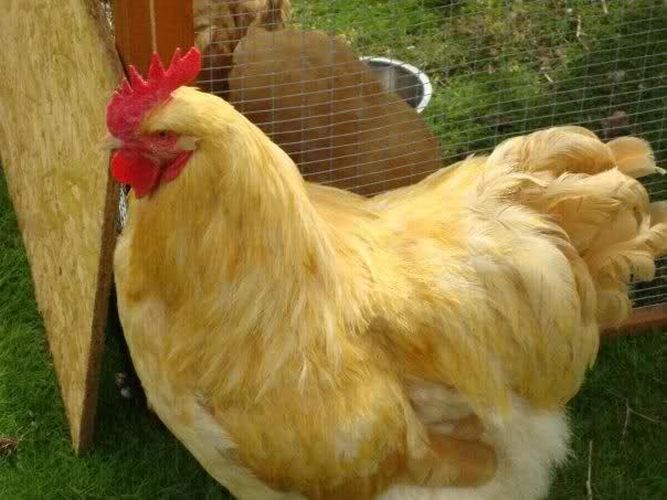 ‘flesee Poultry Scheme’ to promote poultry business | कुक्कुट व्यवसायास प्रोत्साहन देण्यासाठी ‘मांसल कुक्कुट पक्षी योजना’ ‘flesee Poultry Scheme’ to promote poultry business | कुक्कुट व्यवसायास प्रोत्साहन देण्यासाठी ‘मांसल कुक्कुट पक्षी योजना’